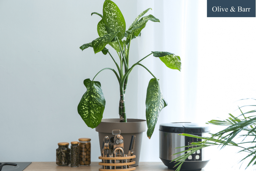 8 Houseplants That Will Thrive in Any Kitchen