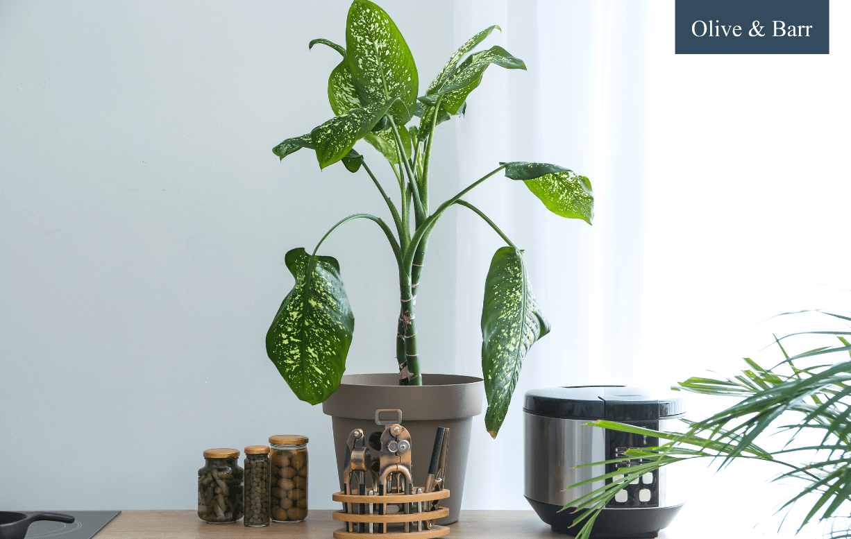 8 Houseplants That Will Thrive in Any Kitchen